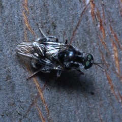 Lecomyia