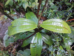 Miconia squamulosa