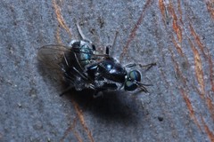 Lecomyia