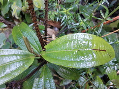 Miconia squamulosa