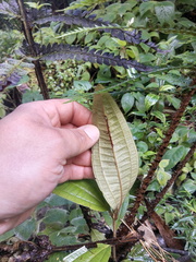 Miconia squamulosa
