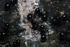 Polyrhachis pilosa