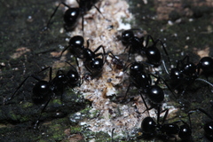 Polyrhachis pilosa