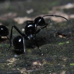 Polyrhachis pilosa