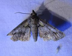 Paectes pygmaea