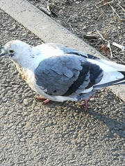 Columba livia domestica