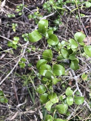 Psydrax odorata buxifolia