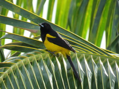 Icterus prosthemelas