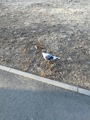 Columba livia domestica
