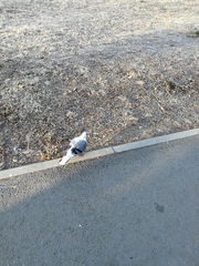 Columba livia domestica