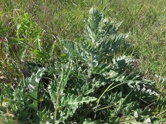 Cirsium undulatum