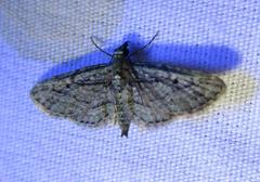 Eupithecia longidens