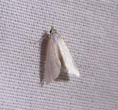 Leptosteges vestaliella