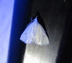 Leptosteges vestaliella