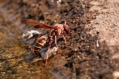 Polistes fastidiosus