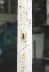 Menemerus bivittatus