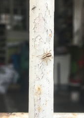 Menemerus bivittatus
