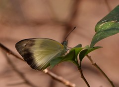 Appias epaphia contracta