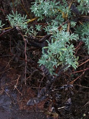 Lupinus arboreus eximius