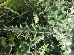 Cirsium undulatum