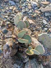 Opuntia basilaris
