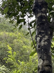 Lithocarpus taitoensis