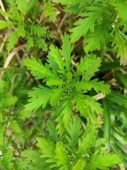 Euryops chrysanthemoides