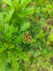 Euryops chrysanthemoides