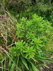 Euryops chrysanthemoides