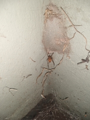 Latrodectus geometricus