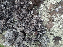 Parmotrema reparatum