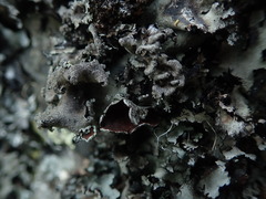 Parmotrema reparatum