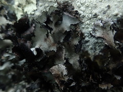 Parmotrema reparatum