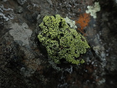 Rhizocarpon geographicum