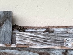 Leiocephalus carinatus