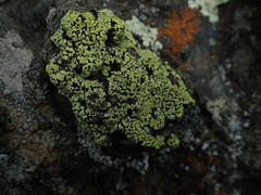 Rhizocarpon geographicum