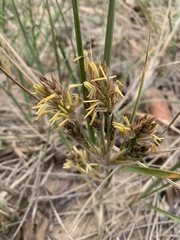 Spinifex
