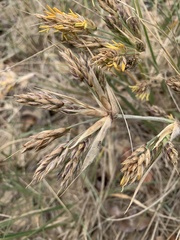 Spinifex