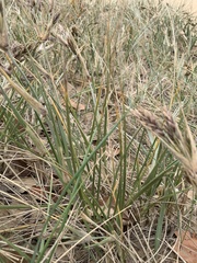 Spinifex