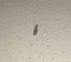Lepidoptera