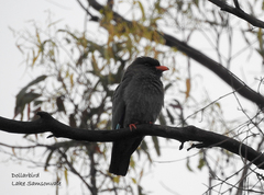 Eurystomus orientalis pacificus