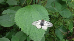 Parnassius glacialis