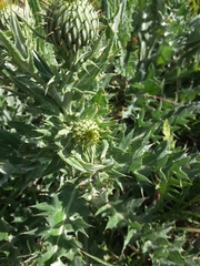 Cirsium undulatum