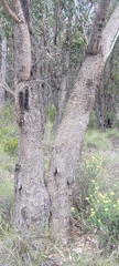 Eucalyptus goniocalyx