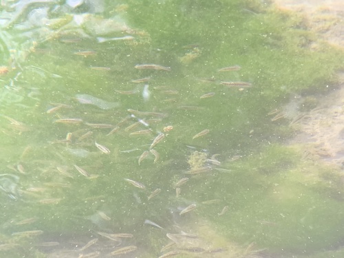 Pahrump poolfish (Empetrichthys latos) — Goodeidae