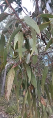 Eucalyptus goniocalyx