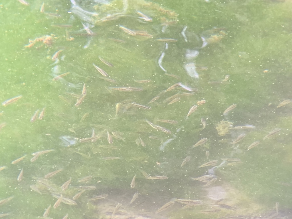 Poolfish