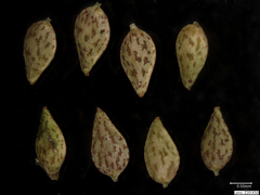 Clearweed (Pilea pumila)