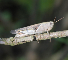 Diabolocatantops pinguis