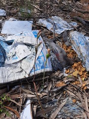 Calochilus robertsonii